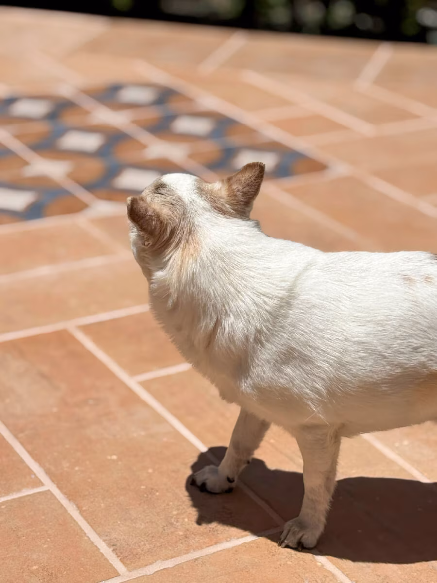 テラコッタ調のタイル床でくつろぐ愛犬のクローズアップ